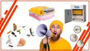 oaosnodnodsa 300x169 - Cómo incubar huevos de aves raras y en peligro de extinción con una incubadora de huevos automática