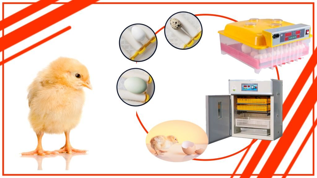 qeqwe 1024x576 - Cómo aprovechar al máximo tu incubadora de huevos profesional en Chile