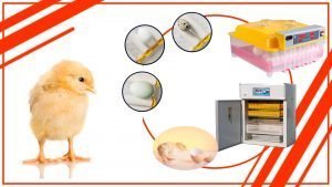 qeqwe 300x169 - Cómo aprovechar al máximo tu incubadora de huevos profesional en Chile