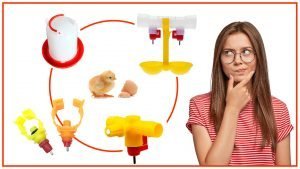 son la mejor opcion para las gallinas 300x169 - Los bebederos automáticos: ¿son la mejor opción para las gallinas?