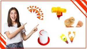 son la mejor opcion para los pollos 2 300x169 - Cómo aprovechar al máximo tu bebedero para pollos