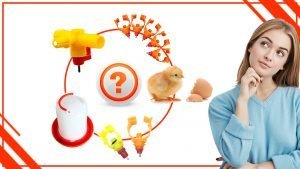 son la mejor opcion para los pollos 300x169 - Los bebederos automáticos: ¿son la mejor opción para los pollos?