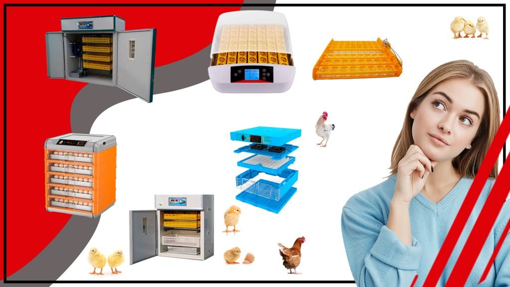 Accesorios de incubacion de alta calidad para una incubacion eficaz 1024x576 - Accesorios de incubación de alta calidad para una incubación eficaz