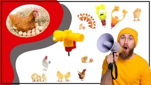 Aprende todo sobre bebederos para aves 300x169 - Aprende todo sobre bebederos para aves