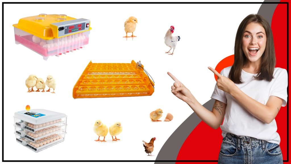 Bandeja de Huevos: Todo lo que necesitas saber Bandeja de Huevos Todo lo que necesitas saber 1024x576 - Bandeja de Huevos: Todo lo que necesitas saber