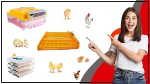 Bandeja de Huevos Todo lo que necesitas saber 300x169 - Bandeja de Huevos: Todo lo que necesitas saber