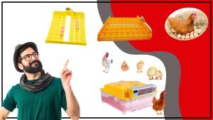 Bandeja de huevos la mejor opcion para tus necesidades 300x169 - Bandeja de huevos: la mejor opción para tus necesidades