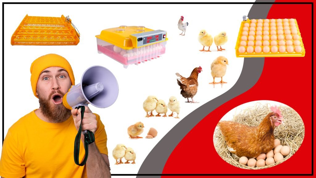 Bandejas de Huevos Gallinas: Cómo Elegir la Mejor Opción para tu Negocio Bandejas de Huevos Gallinas Bandejas de Huevos Gallinas 1024x576 - Bandejas de Huevos Gallinas: Cómo Elegir la Mejor Opción para tu Negocio