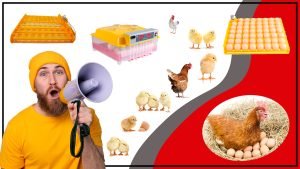 Bandejas de Huevos Gallinas Bandejas de Huevos Gallinas 300x169 - Bandejas de Huevos Gallinas: Cómo Elegir la Mejor Opción para tu Negocio