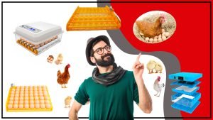 Bandejas de huevos Una Guia Completa Para Escoger La Mejor Bandeja 300x169 - Bandejas de huevos: Una Guía Completa Para Escoger La Mejor Bandeja