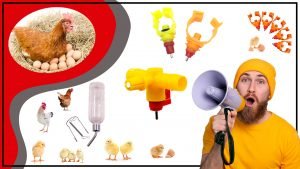 Bebederos para Pajaros La Guia Definitiva para Elegir el Mejor para tu Ave 300x169 - Bebederos para Pájaros: La Guía Definitiva para Elegir el Mejor para tu Ave