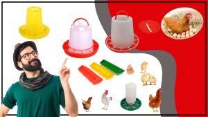 Comederos de Gallina Todo lo que Necesitas Saber 300x169 - Comederos de Gallina: Todo lo que Necesitas Saber