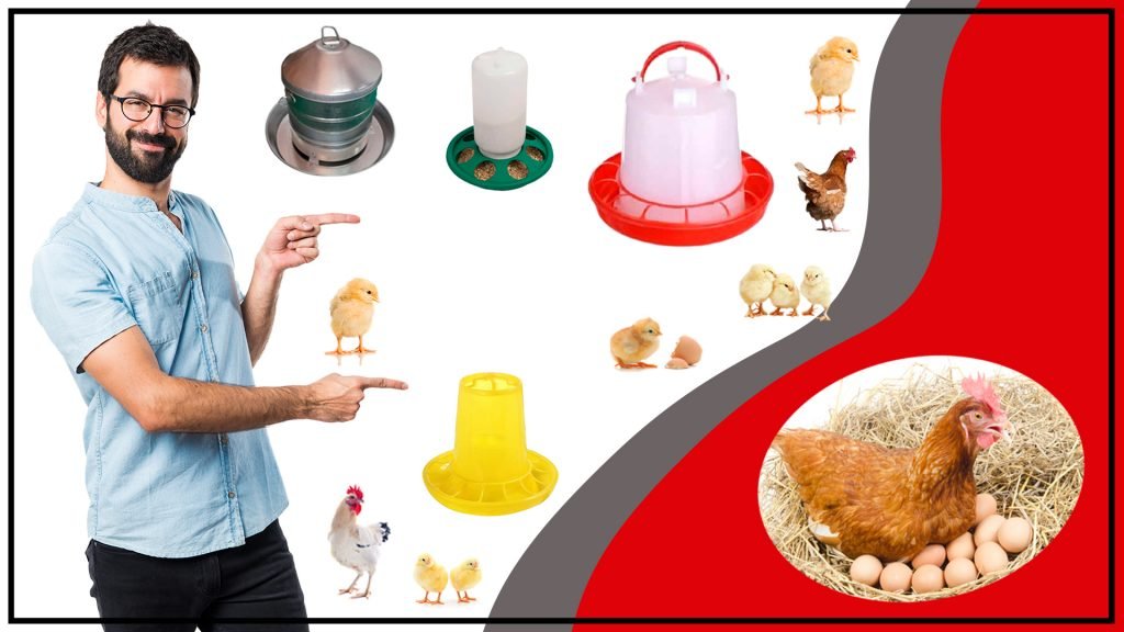 Comederos para Pollos Como Elegir el Mejor Comedero para tu Corral 1024x576 - Comederos para Pollos: Cómo Elegir el Mejor Comedero para tu Corral