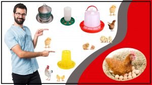 Comederos para Pollos Como Elegir el Mejor Comedero para tu Corral 300x169 - Comederos para Pollos: Cómo Elegir el Mejor Comedero para tu Corral