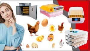 Como Seleccionar la Mejor para su Granja 300x169 - Incubadora de Pollos: Cómo Seleccionar la Mejor para su Granja