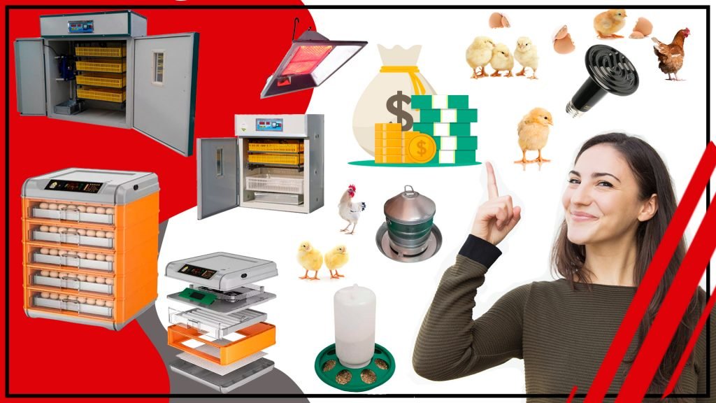 Como ahorrar dinero en los accesorios de incubacion de huevos qw 1024x576 - Cómo ahorrar dinero en los accesorios de incubación de huevos