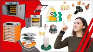 Como ahorrar dinero en los accesorios de incubacion de huevos qw 300x169 - Cómo ahorrar dinero en los accesorios de incubación de huevos