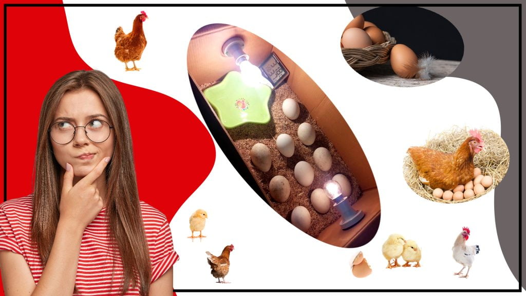 Como construir tu propio incubador de huevos casero 1 1024x576 - La Incubadora y el cuidado de los Pollitos recién nacidos.