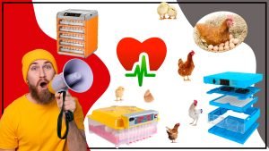 Como construir tu propio incubador de huevos casero sa 300x169 - Huevos Fértiles: Todo lo que necesitas saber sobre la cría de gallinas