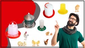 Como elegir el mejor comedero para tu gallinero 300x169 - Cómo elegir el mejor comedero para tu gallinero