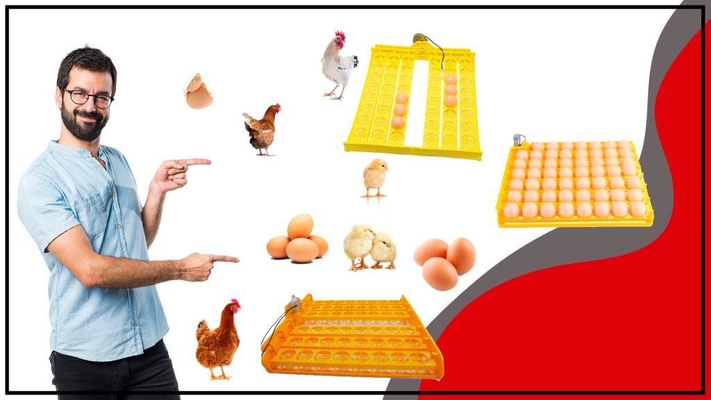 Como elegir la mejor bandeja de huevos para tu gallinero 1024x576 - Cómo elegir la mejor bandeja de huevos para tu gallinero