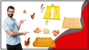 Como elegir la mejor bandeja de huevos para tu gallinero 300x169 - Cómo elegir la mejor bandeja de huevos para tu gallinero