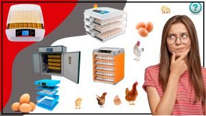 Como elegir y usar una incubadora de huevos para gallinas 300x169 - Cómo elegir y usar una incubadora de huevos para gallinas