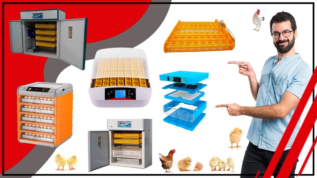 Cómo incubar huevos de gallina: Guía completa paso a paso Como incubar huevos de gallina Guia completa paso a paso 1024x576 - Cómo incubar huevos de gallina: Guía completa paso a paso