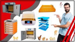 Como incubar huevos de gallina Guia completa paso a paso 300x169 - Cómo incubar huevos de gallina: Guía completa paso a paso