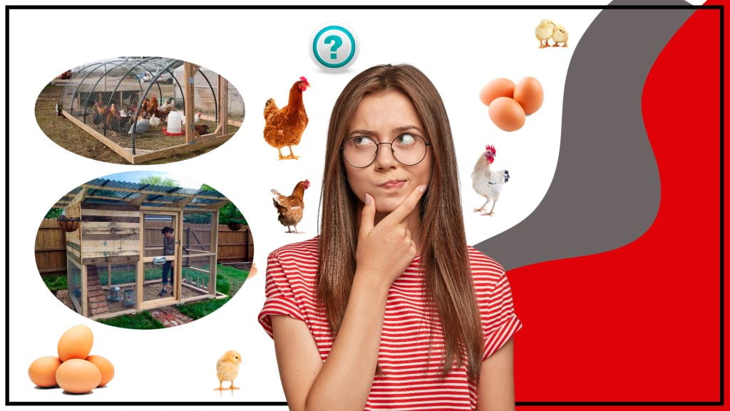 Como incubar huevos de pollo con exito en tu propio gallinero 1024x576 - Cómo incubar huevos de pollo con éxito en tu propio gallinero