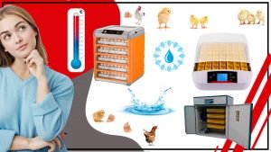 Como mantener la temperatura y la humedad adecuadas durante la incubacion 300x169 - Cómo mantener la temperatura y la humedad adecuadas durante la incubación