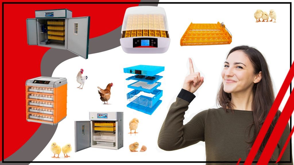Consejos expertos para mejorar la incubacion de tus huevos con accesorios 1024x576 - Consejos expertos para mejorar la incubación de tus huevos con accesorios