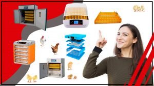 Consejos expertos para mejorar la incubacion de tus huevos con accesorios 300x169 - Consejos expertos para mejorar la incubación de tus huevos con accesorios