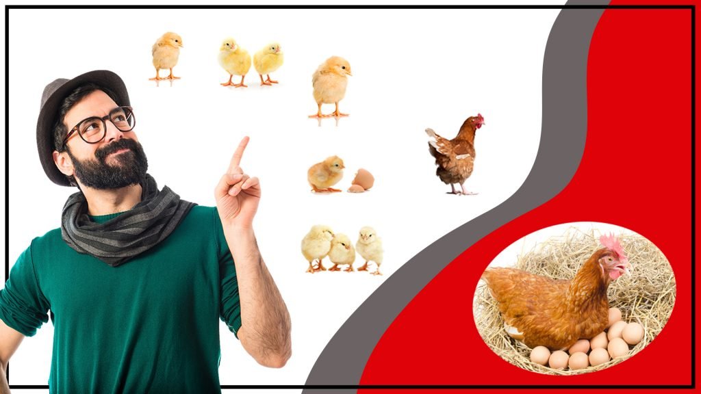 Criadora de Pollitos Como Criar y Cuidar a tus Pollitos 1024x576 - Criadora de Pollitos: Cómo Criar y Cuidar a tus Pollitos
