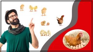 Criadora de Pollitos Como Criar y Cuidar a tus Pollitos 300x169 - Criadora de Pollitos: Cómo Criar y Cuidar a tus Pollitos