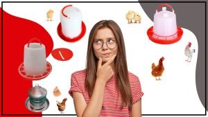 Factores a considerar al elegir comederos para gallinas 300x169 - Factores a considerar al elegir comederos para gallinas