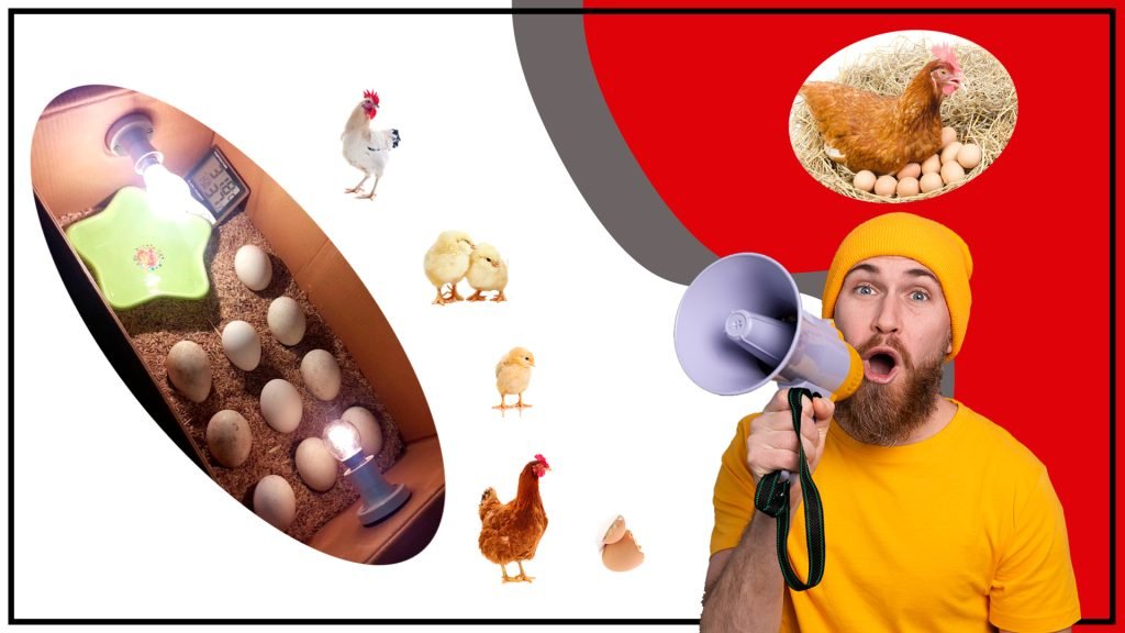 Hacer una incubadora de huevos casera Guia paso a paso 1024x576 - Hacer una incubadora de huevos casera: Guía paso a paso