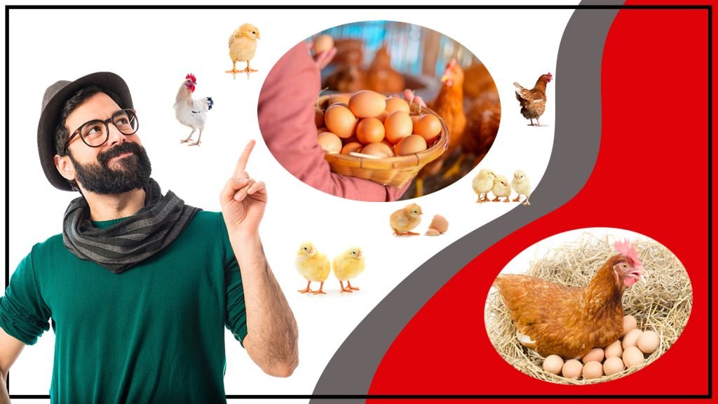 Huevos fertiles Que son y cual es su importancia 1024x576 - Huevos fértiles: ¿Qué son y cuál es su importancia?