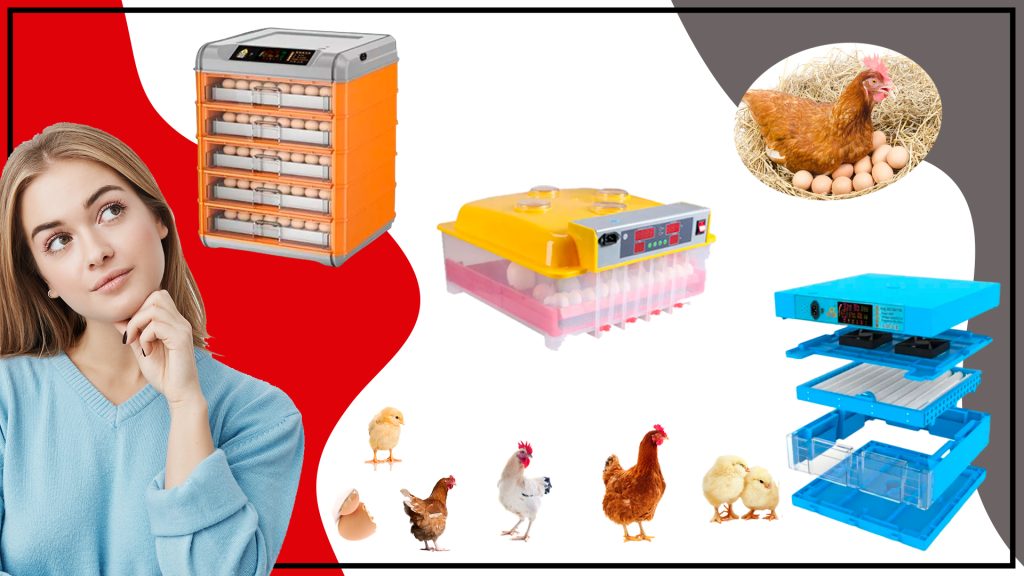 Incubacion de Pollo todo lo que necesitas saber para criar tus propios pollitos 1024x576 - Incubación de Pollo: todo lo que necesitas saber para criar tus propios pollitos