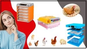 Incubacion de Pollo todo lo que necesitas saber para criar tus propios pollitos 300x169 - Incubación de Pollo: todo lo que necesitas saber para criar tus propios pollitos