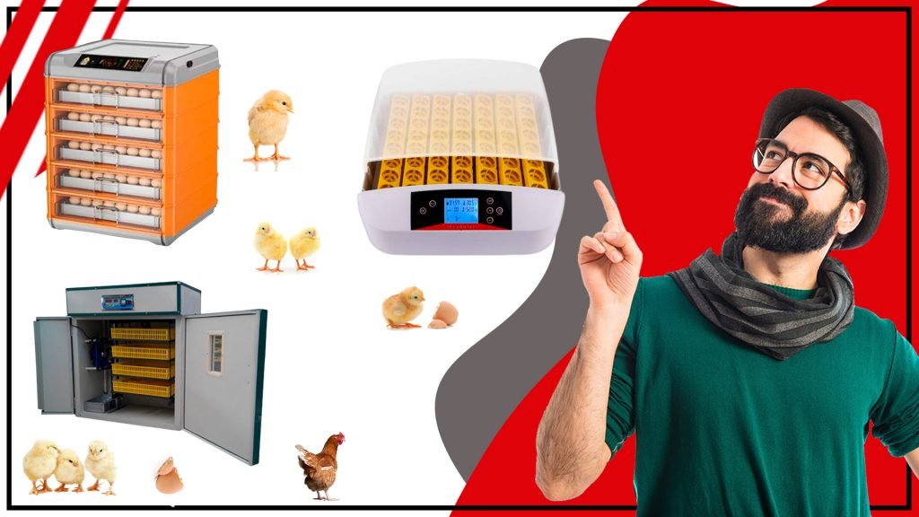 Incubacion de huevos con exito Consejos y trucos 1024x576 - Incubación de huevos con éxito: Consejos y trucos