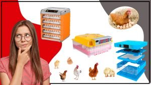 Incubadora de Huevos de Gallina Lo que Necesitas Saber 300x169 - Incubadora de Huevos de Gallina: Lo que Necesitas Saber