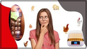 Incubadora de huevos casera Guia para hacer la mejor incubadora en casa 300x169 - Incubadora de huevos casera: Guía para hacer la mejor incubadora en casa