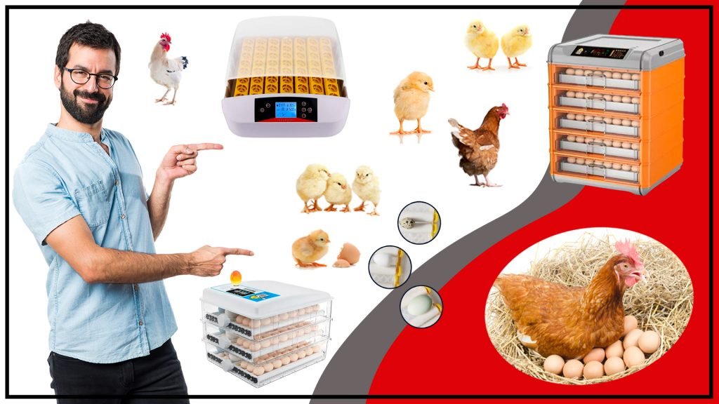 Incubadoras de huevos en Chile todo lo que debes saber 1024x576 - Incubadoras de huevos en Chile: todo lo que debes saber