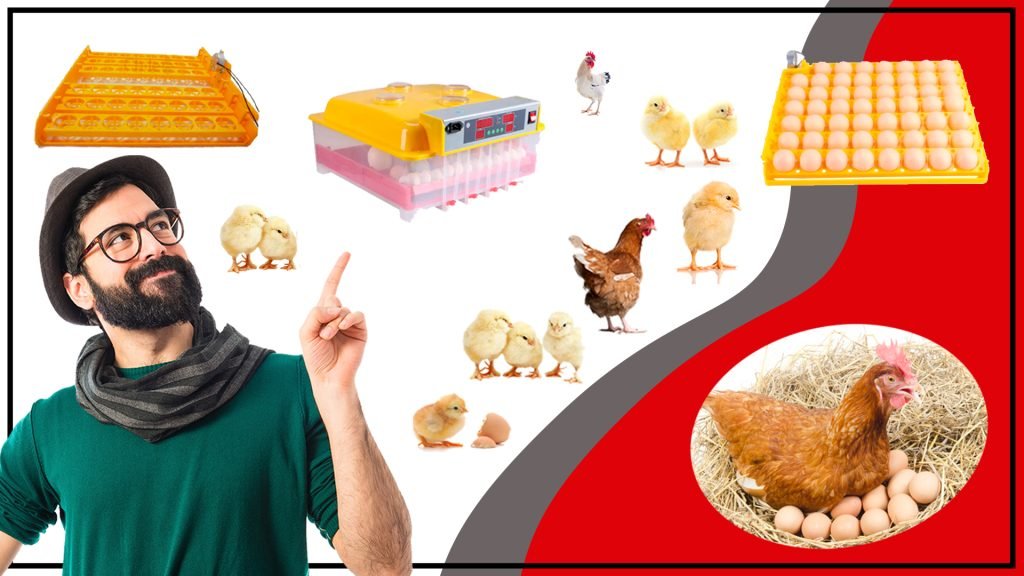 La Guia Definitiva para Bandejas de Huevos para Avicultores 1024x576 - Bandeja de Huevos Aves - La Guía Definitiva para Bandejas de Huevos para Avicultores