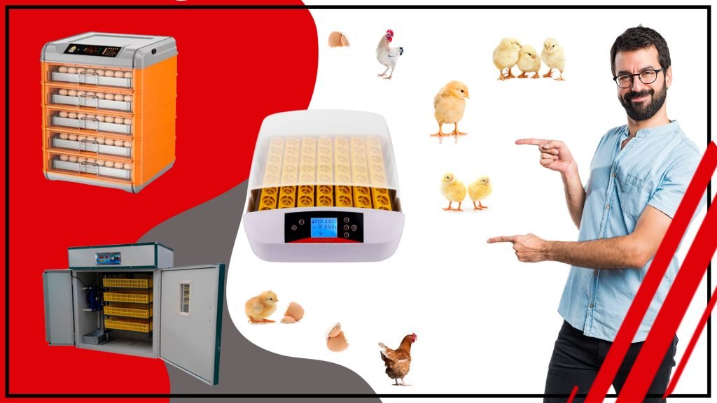 La importancia de los accesorios de incubacion en la produccion de aves 1024x576 - La importancia de los accesorios de incubación en la producción de aves