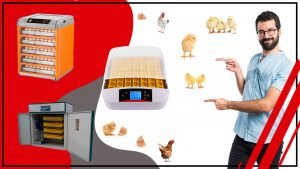 La importancia de los accesorios de incubacion en la produccion de aves 300x169 - La importancia de los accesorios de incubación en la producción de aves