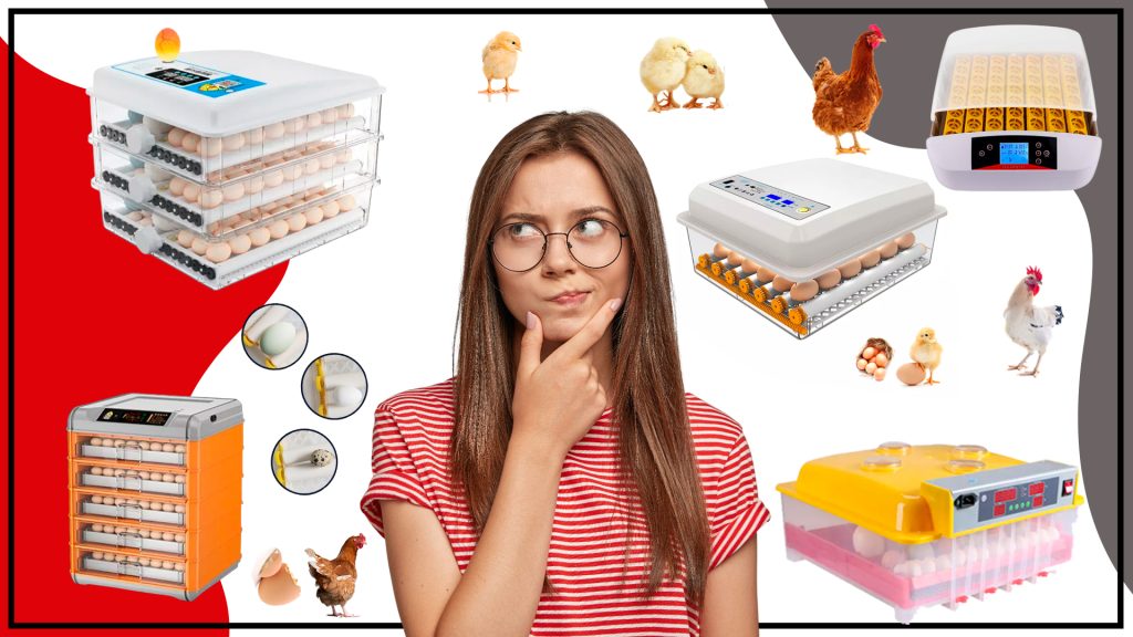 La incubacion de Pollos Es un proceso vital 1024x576 - La incubación de Pollos: Es un proceso vital