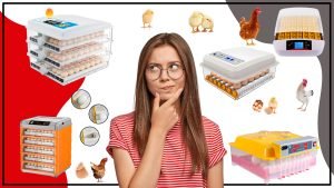 La incubacion de Pollos Es un proceso vital 300x169 - La incubación de Pollos: Es un proceso vital