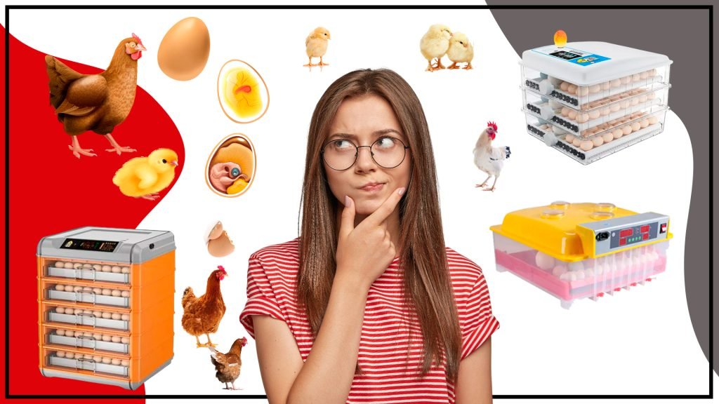 La incubacion de pollos y su Importancia 1024x576 - La incubación de pollos y su Importancia